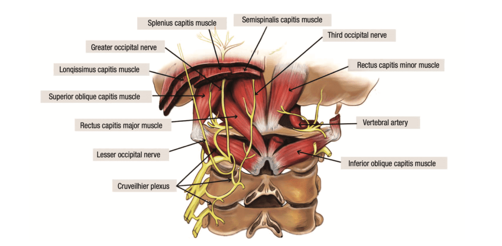 Schéma du nerf d'Arnold ou nerf grand occipital